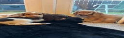 Cocker Spaniel dogs for sale: Cocker spaniel puppies  - Advert 2