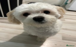 Maltese dogs for stud: Maltichon stud, 2 years old - Image 3