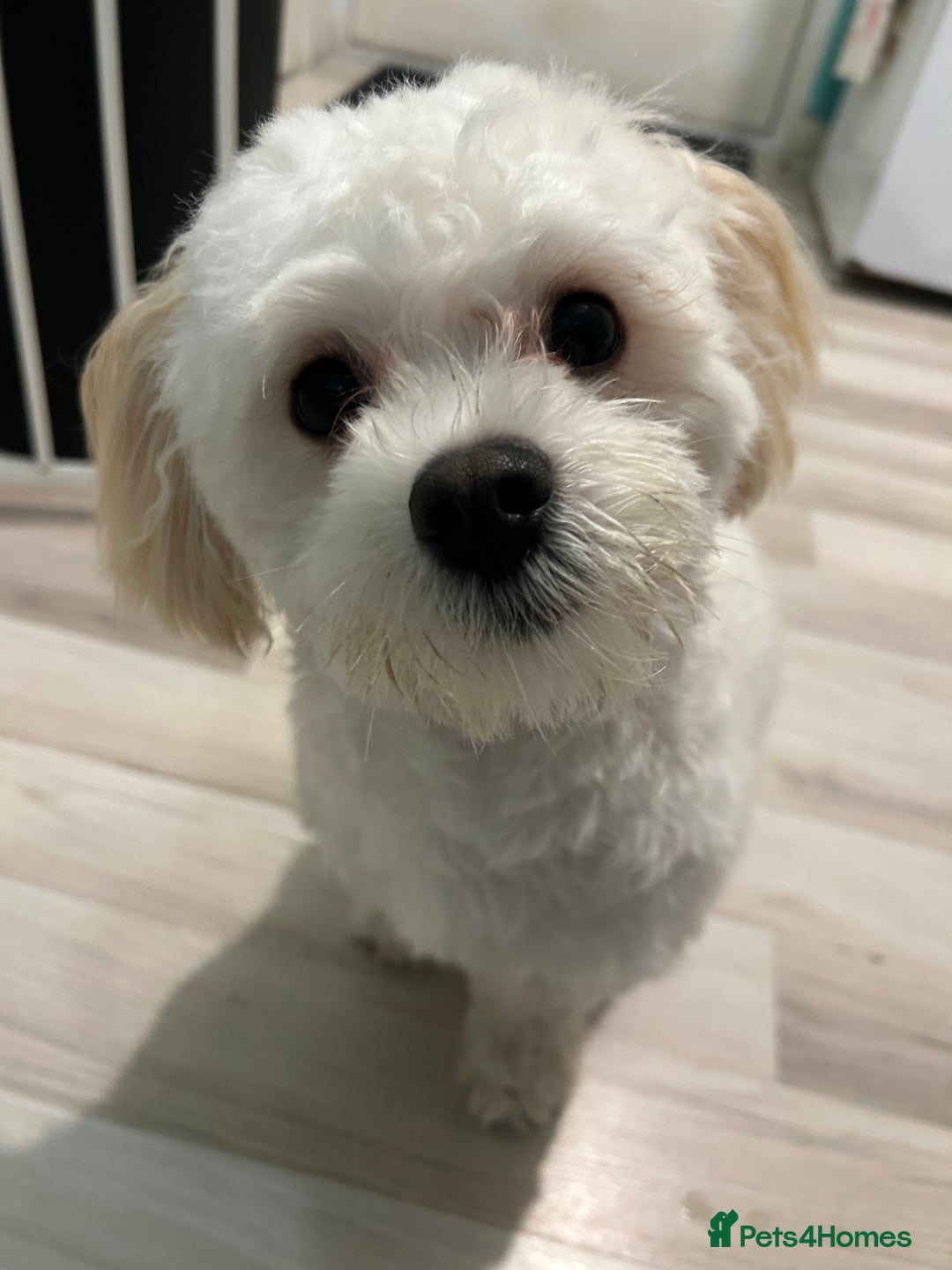 Maltese dogs for stud: Maltichon stud, 2 years old - Image 3