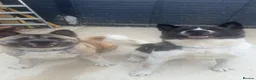 Akita dogs for sale: American akita - Advert 1