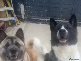 Akita dogs American akita - Advert 17