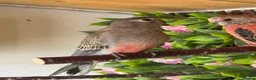 Parakeets birds for sale: Young Rosebourke parakeet in Billingham - Advert 3