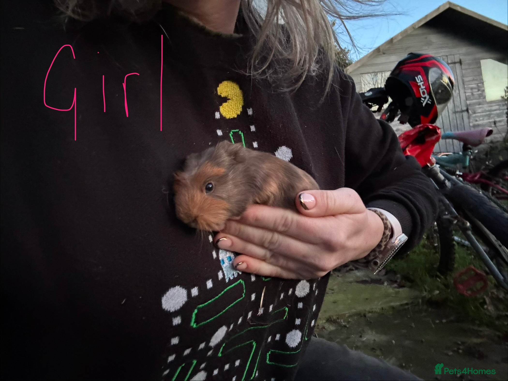 Guinea Pig rodents 6 baby boys 2 girls 1 adult boy guinea pigs - Advert 4
