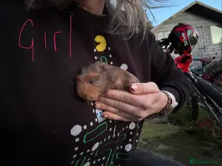 Guinea Pig rodents 3 baby boys 1 adult boy guinea pigs - Advert 19