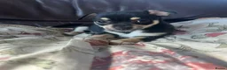 Chihuahua dogs for sale: 5 Beautiful Chihuahua Puppies For Sale  - Advert 31