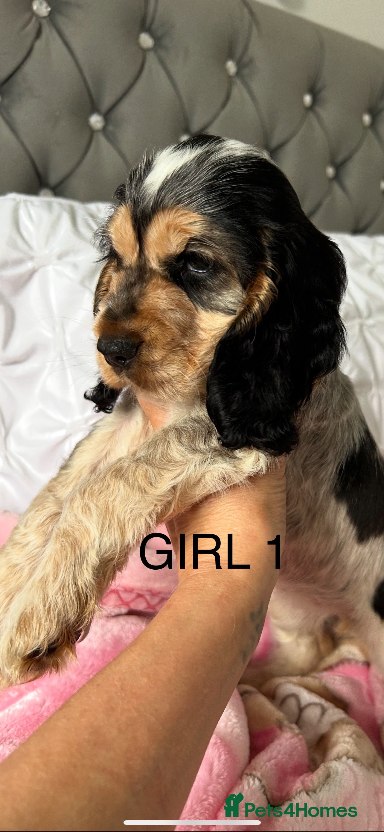 Cocker Spaniel dogs Stunning KC registered Show Cocker Spaniel Puppies - Advert 10