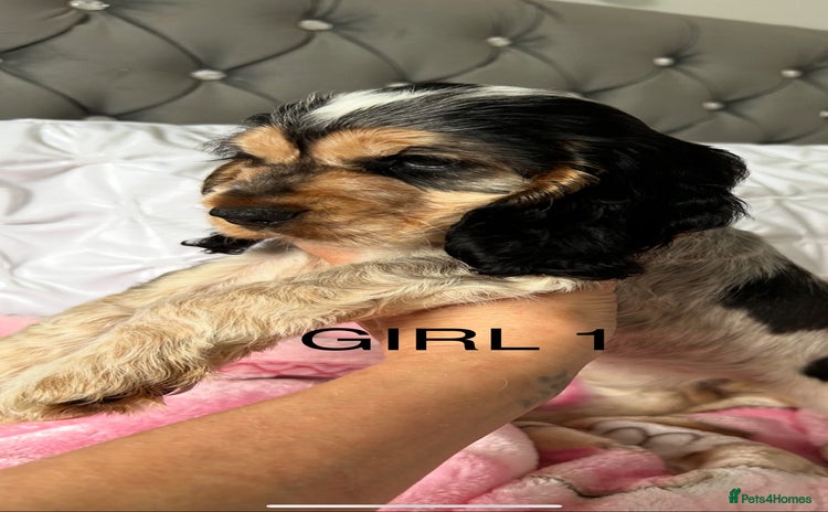 Cocker Spaniel dogs - Advert 16