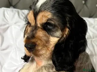 Cocker Spaniel dogs Stunning KC registered Show Cocker Spaniel Puppies - Advert 10