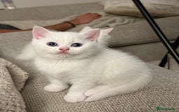 British Shorthair cats for sale: Beautiful rare colour BSH kittens  - Image 2