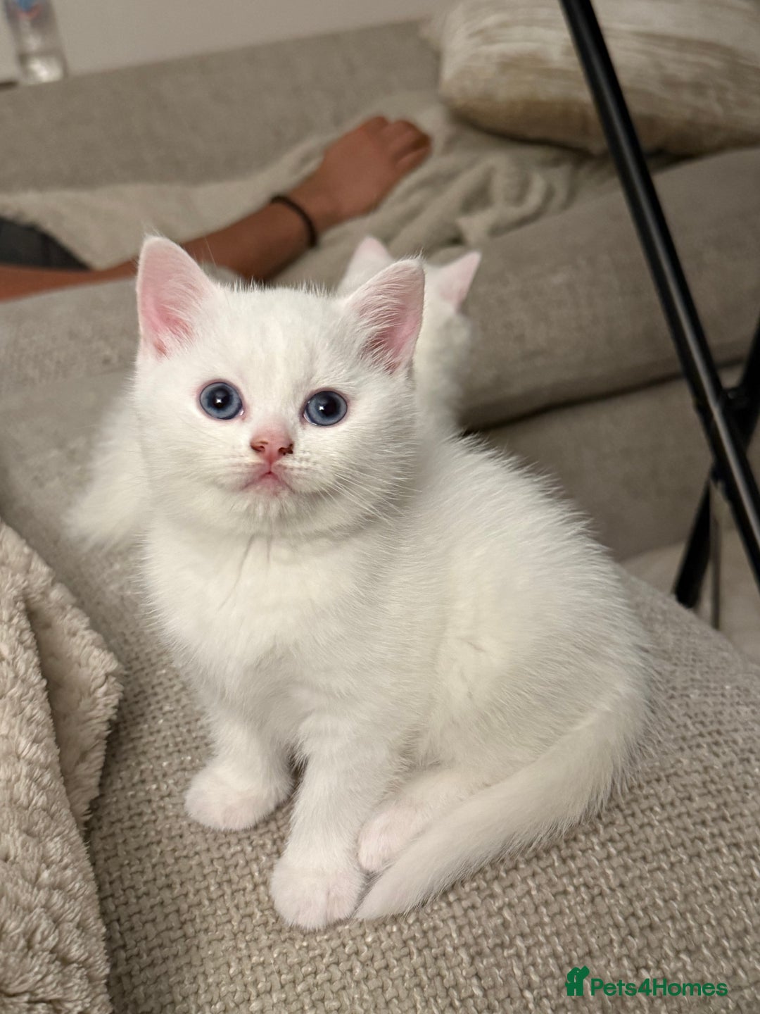 British Shorthair cats for sale: Beautiful rare colour BSH kittens  - Image 2