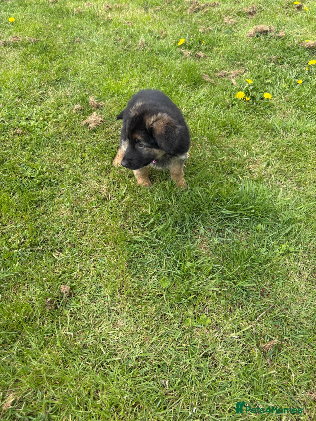 Mixed Breed dogs for sale: German shepherd.  - Advert 2