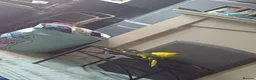 Parakeets birds for sale: 3 Kakarki parrots  in Durham - Advert 13