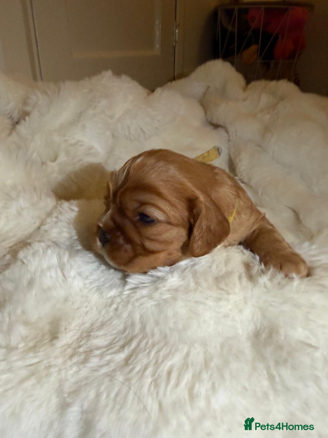 Cavalier King Charles Spaniel dogs for sale: 5 beautiful Cavalier King Charles puppies - Advert 9