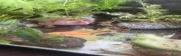 Angelfish fish for sale: LONG FIN GOLDEN ANGELS - Advert 8