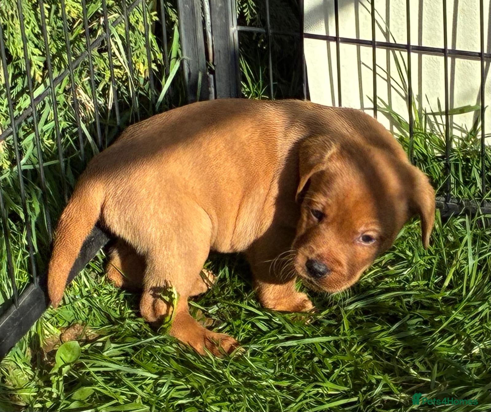 Labrador Retriever dogs beautiful kc registered fox red Labrador puppies  - Advert 1
