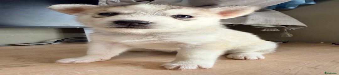 Siberian Husky Puppy 9