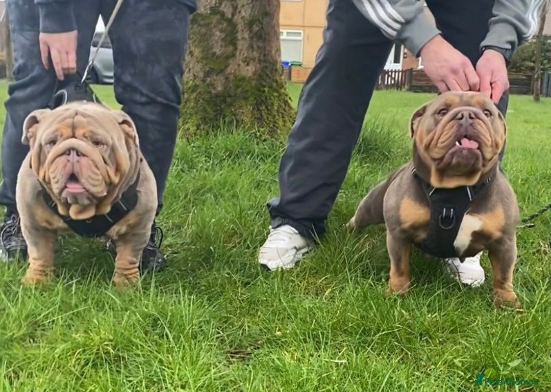 English Bulldog dogs for sale: KC REGISTERED LILAC & TAN ENGLISH BULLDOG PUPS - Image 5