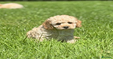 Cavapoo dogs - Advert 1