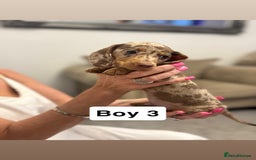 Miniature Dachshund dogs for sale: Stunning baby mini dachshunds  - Image 15
