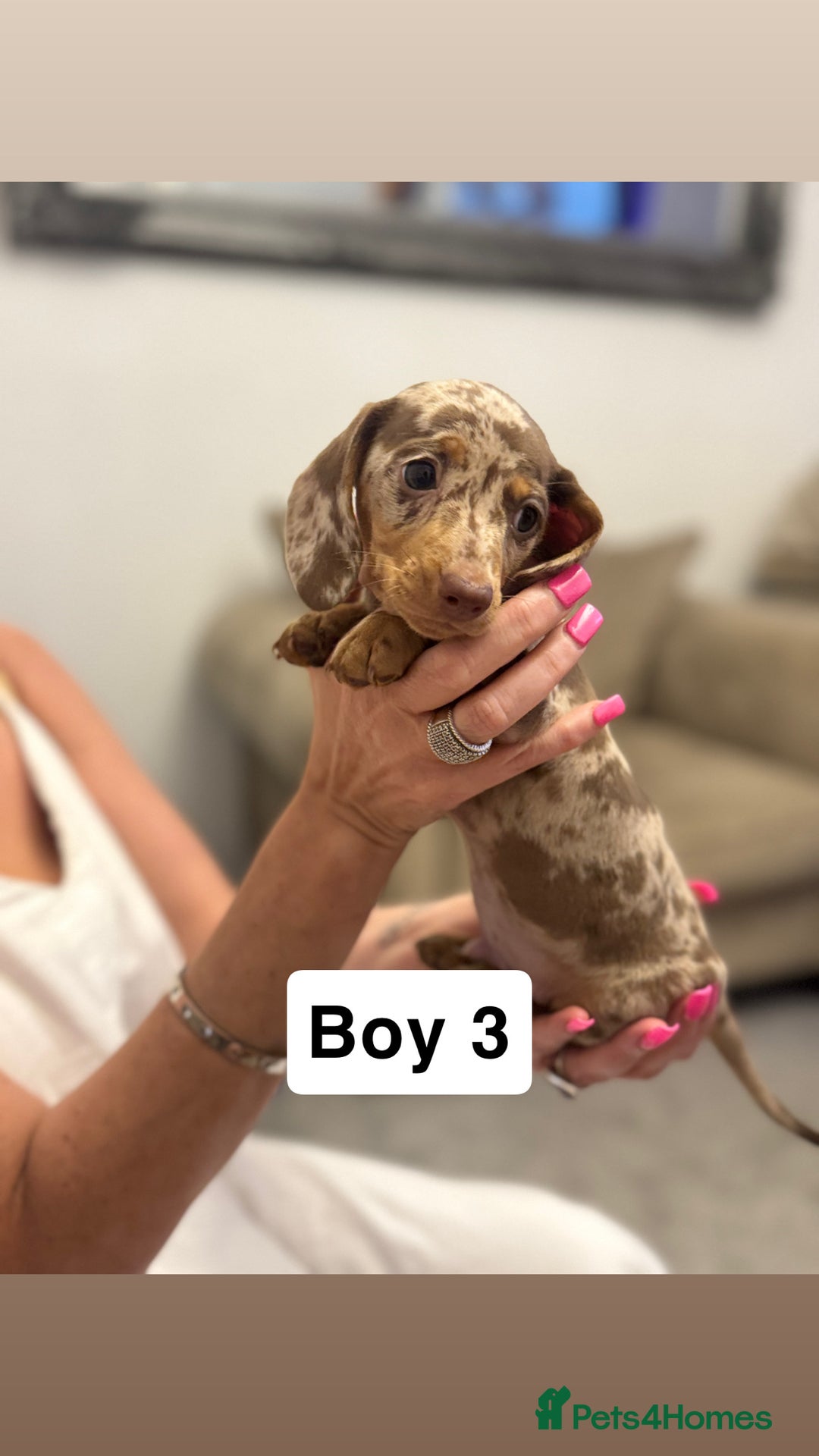 Miniature Dachshund dogs for sale: Stunning baby mini dachshunds  - Image 15