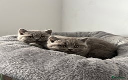British Shorthair cats for sale:  👑 GCCF Purebred British Shorthair kittens 👑 - Image 4