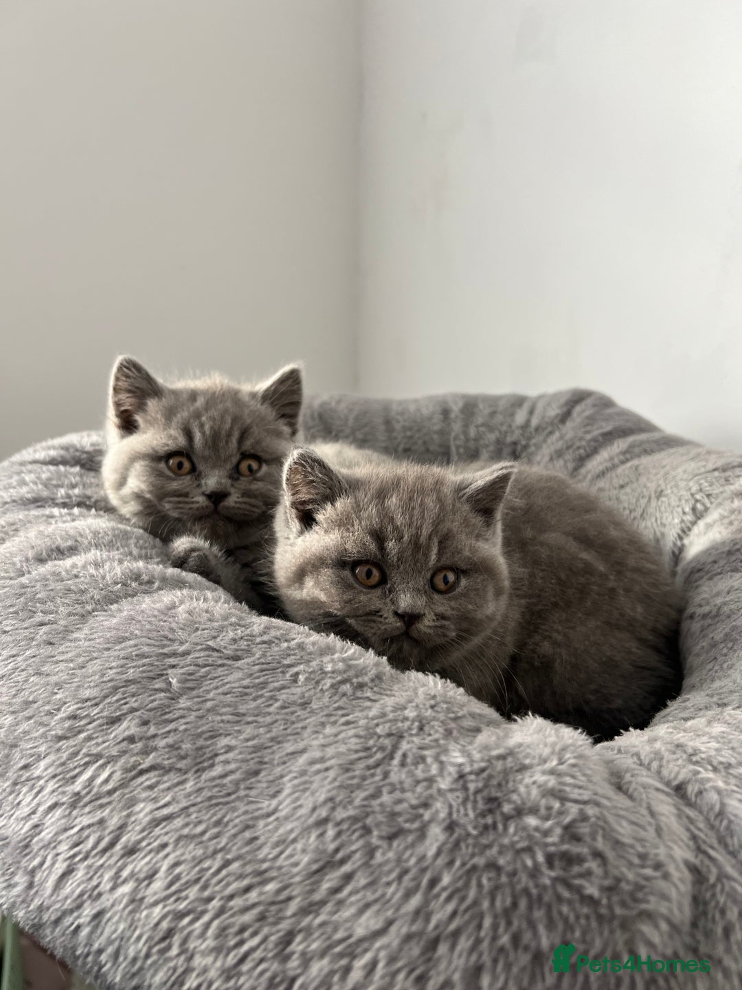 British Shorthair cats for sale:  👑 GCCF Purebred British Shorthair kittens 👑 - Image 4