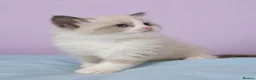 Ragdoll cats for sale: Beautiful Ragdoll kittens  - Advert 5