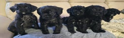 Mixed Breed dogs for sale: Pugapoo - Advert 1