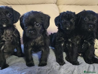 Mixed Breed dogs Pugapoo - Advert 4