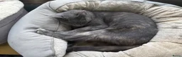 Russian Blue cats for sale: Part Russian Blue 1 Year Old Female (Olive) in Eye - Advert 4
