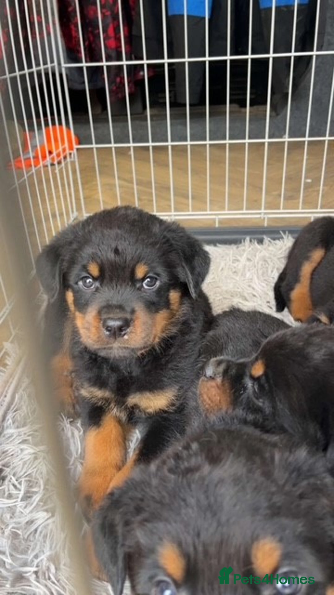 Rottweiler dogs for sale: Fully KC Registered Rottweiler Puppies for Sale 🐾 - Advert 9
