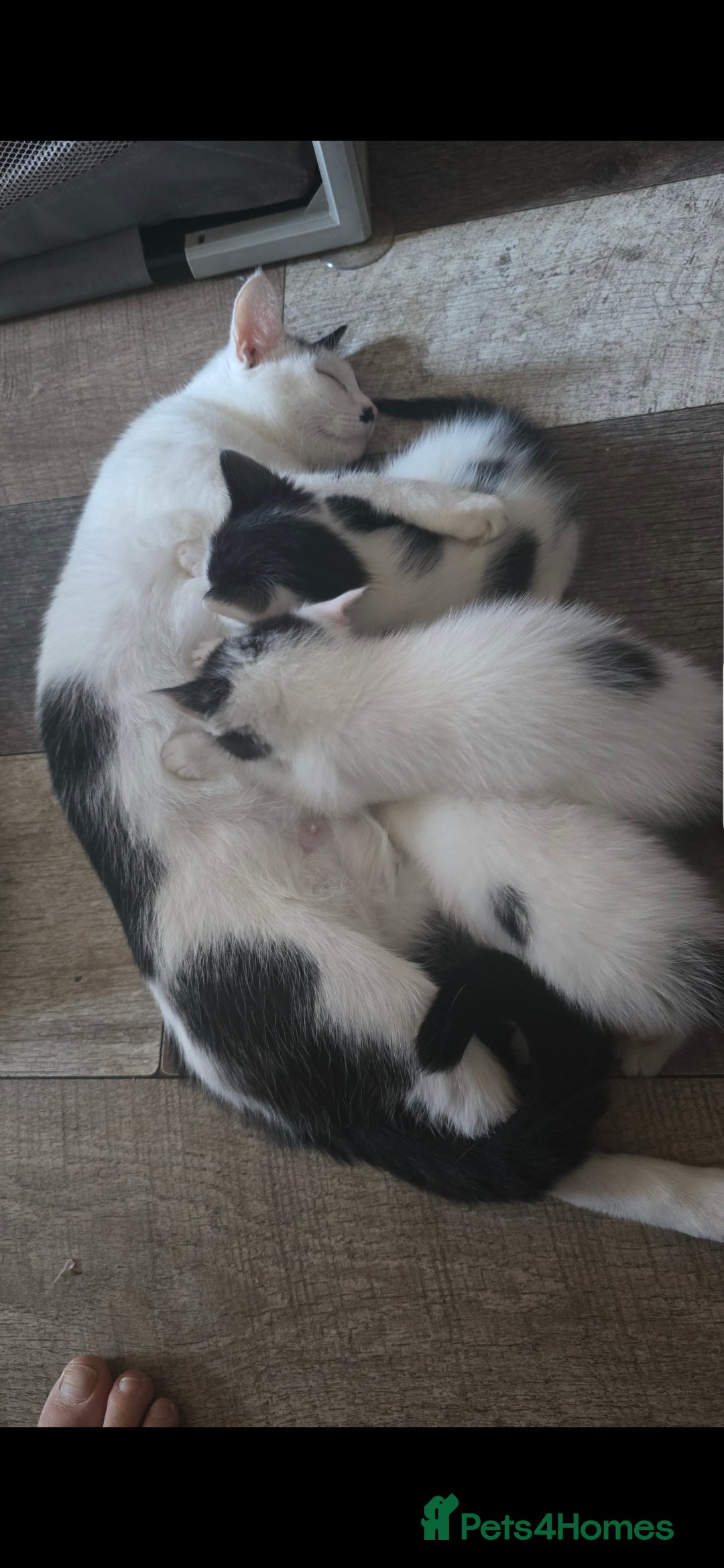 Mixed Breed cats for sale: Domestic short hair x Ragdoll - Image 16