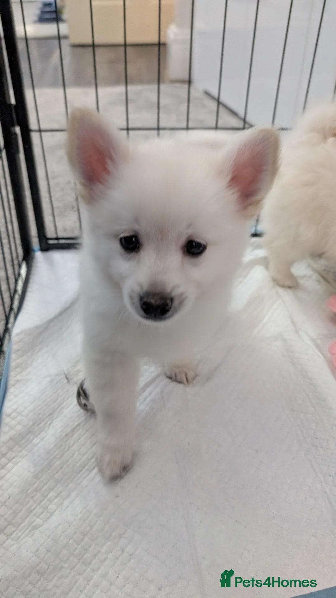 Pomchi dogs for sale: Pomchi puppy's  - Advert 4