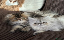 Persian cats for sale: 4 cuddly, petite Persian girls💗 - Image 5