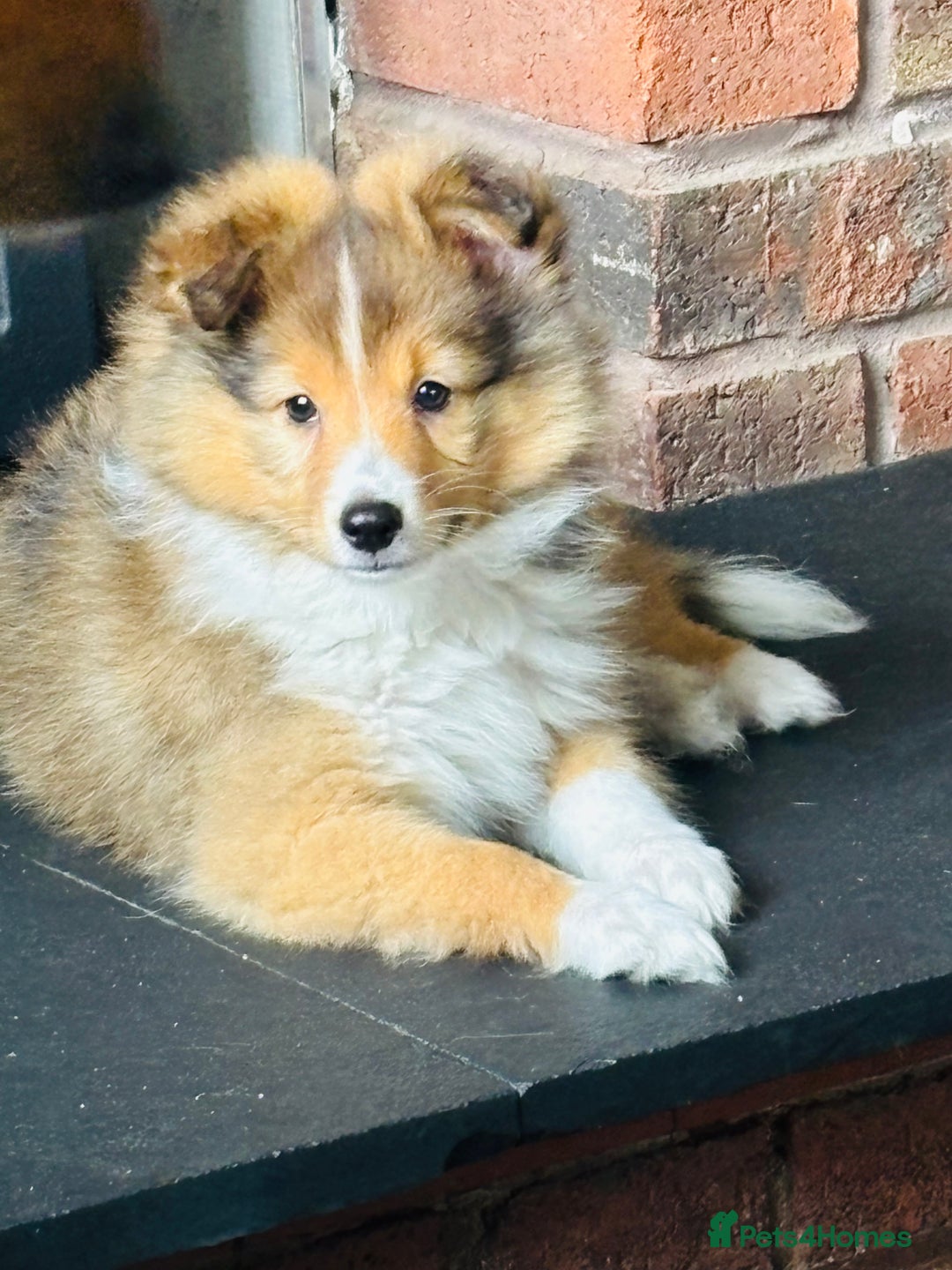 Shetland Sheepdog dogs for sale: Beautiful Shetland Sheepdog Puppies  in Goole - Image 21