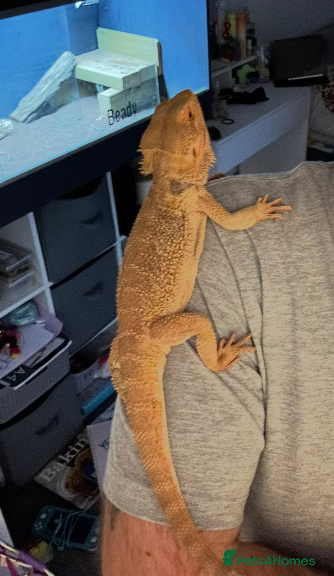 Bearded Dragon reptiles for sale: Male Bearded Dragon in Stoke-on-Trent - Advert 2