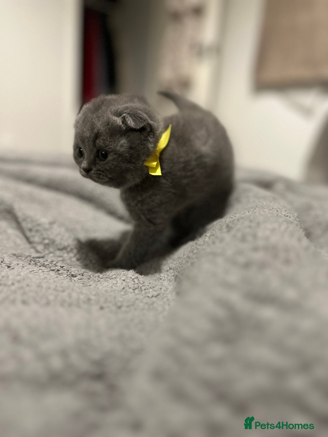 British Shorthair cats for sale: British Shorthair/Scottish Fold Kittens for sale - Image 17