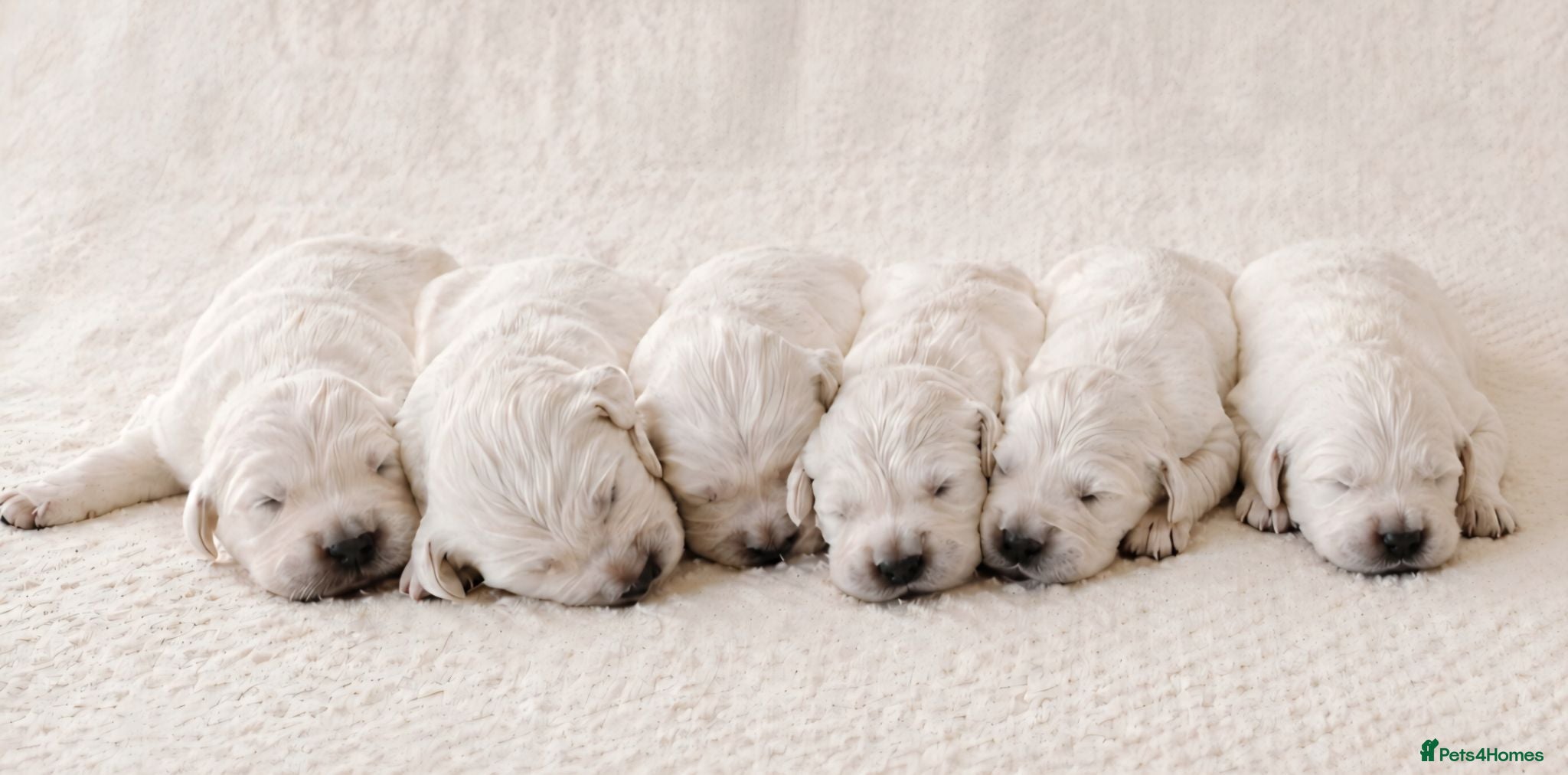Golden Retriever dogs Newmiller Retrievers Puppies Avaliable  - Advert 1