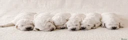 Golden Retriever dogs for sale: Newmiller Retrievers - Two Boys Avaliable  - Advert 8