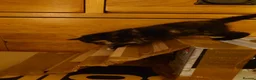 Mixed Breed cats for sale: 2 remaining kittens, looking for forever homes - Advert 23