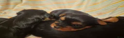 Yorkshire Terrier dogs for sale: Beautiful Yorkie Puppies Looking For Loving Homes - Advert 11