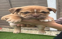 Mixed Breed dogs for sale: Stunning New England Bulldogs!!!! - Image 5