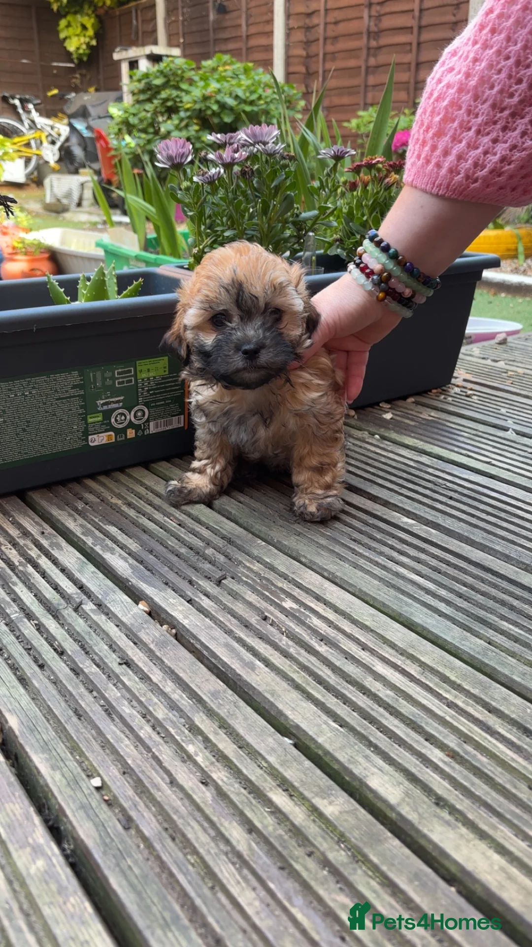 Yochon dogs for sale: Beautiful puppies looking for loving homes - Advert 2