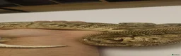Python Snake reptiles for sale: Male, HGW, CLOWN, YB, PASTEL, H.MORAY - Advert 5