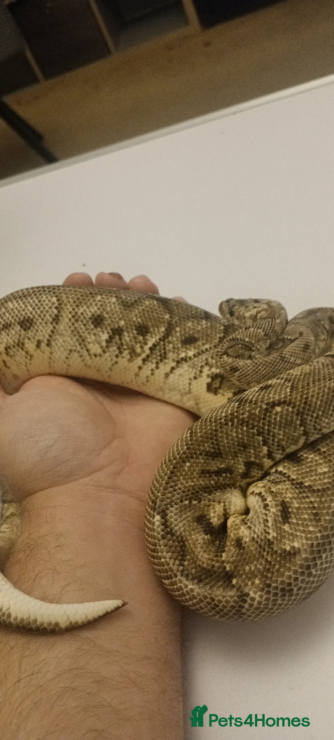 Python Snake reptiles for sale: Male, HGW, CLOWN, YB, PASTEL, H.MORAY - Advert 5