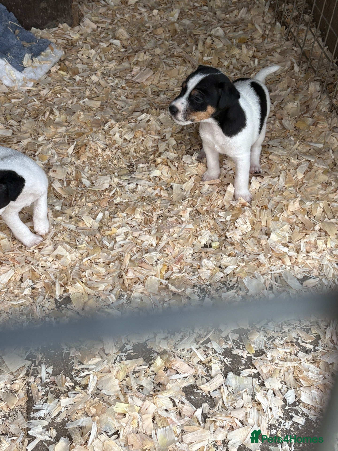 Jack Russell dogs Lovely Jack Russel puppies  - Advert 12
