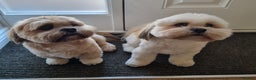 Lhasa Apso dogs for stud: Gorgeous proven pedigree Lhasa Apso for stud in Pontefract - Advert 8