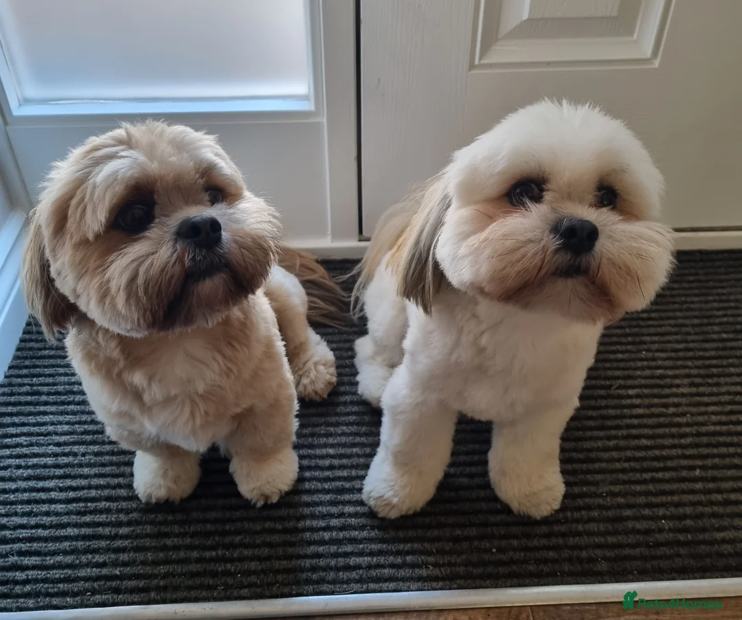 Lhasa Apso dogs for stud: Gorgeous proven pedigree Lhasa Apso for stud in Pontefract - Advert 8