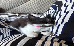 Maine Coon cats for sale: MaineCoon Female Kitten 🩷 - Image 5
