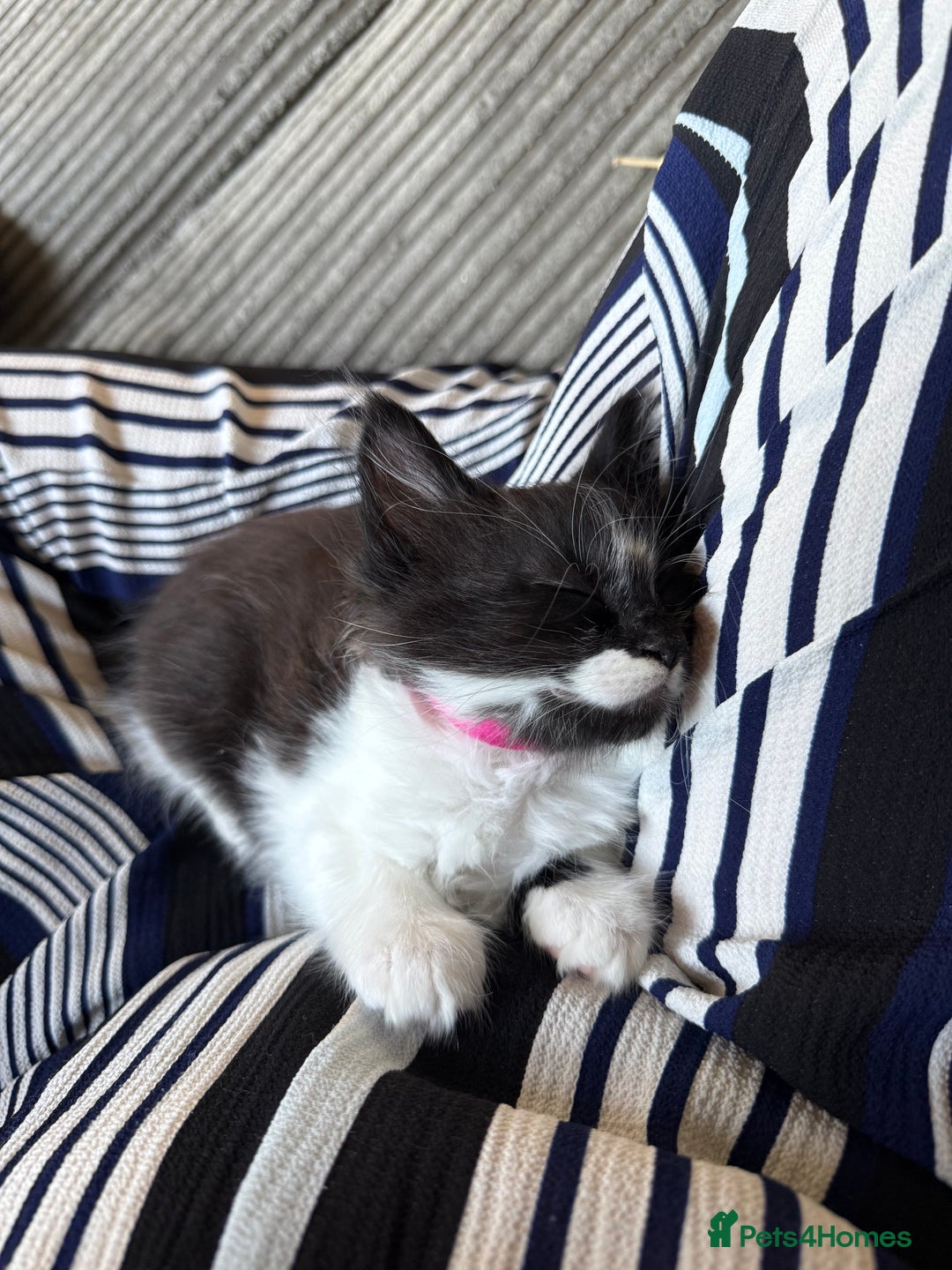Maine Coon cats for sale: MaineCoon Female Kitten 🩷 - Image 5